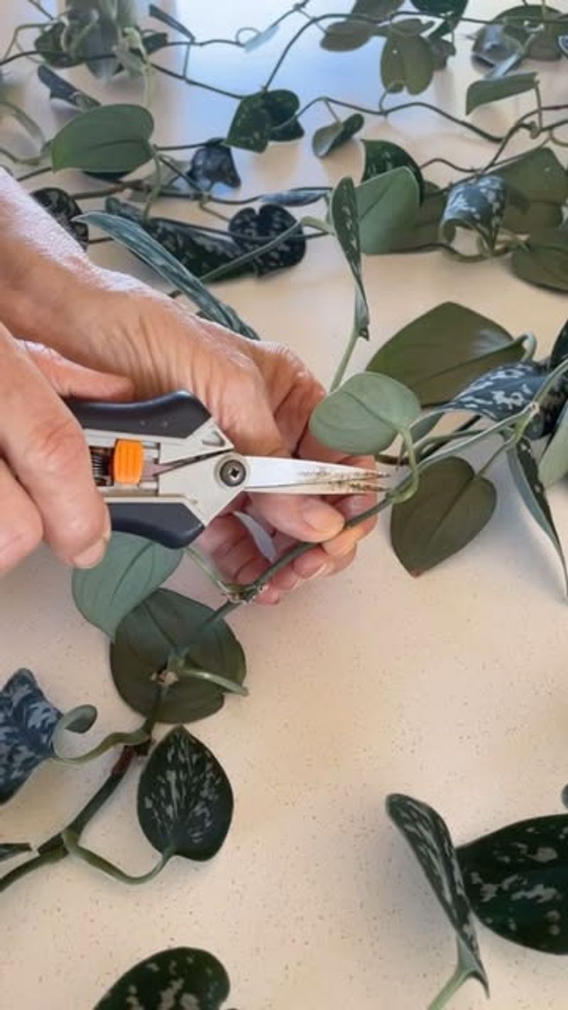 Neglecting Pruning