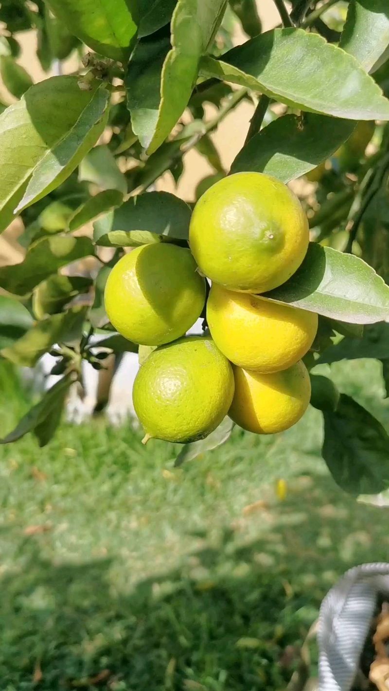 Key Lime