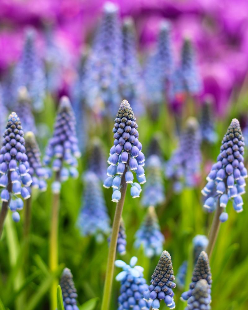 Grape Hyacinth