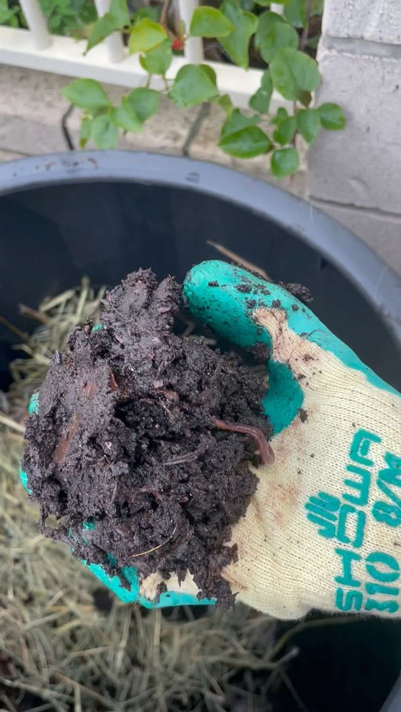 Manure (Herbivore)