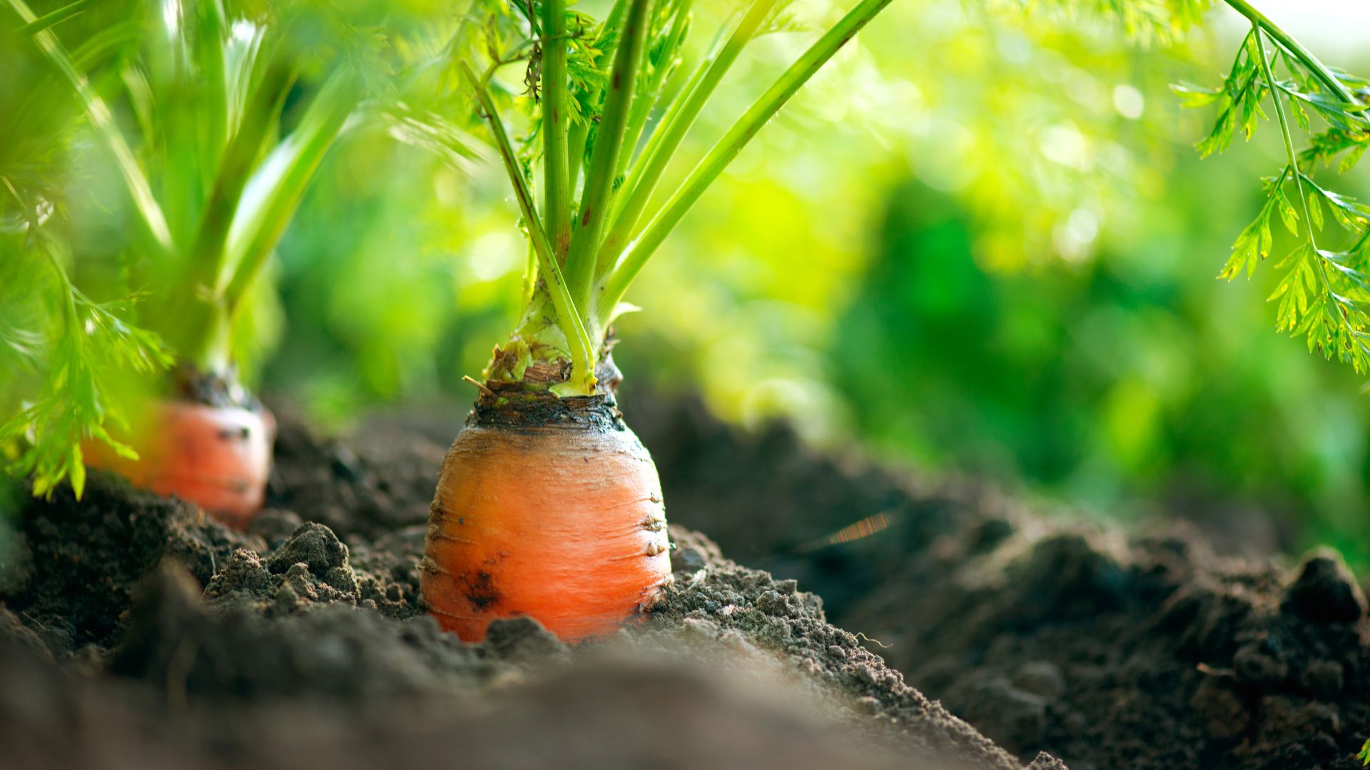 carrots planted