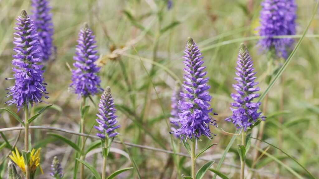 Veronica (Spike Speedwell)
