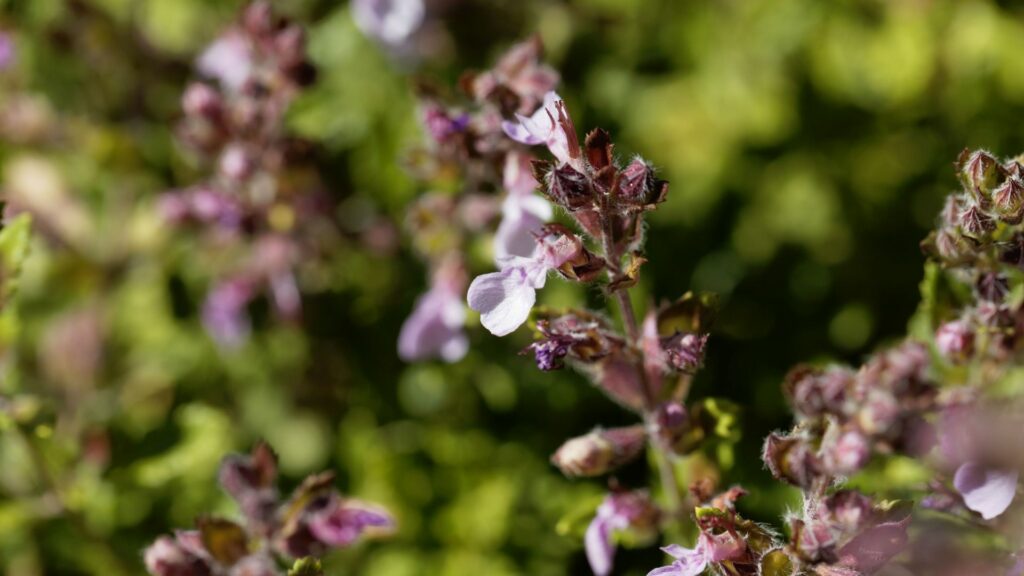 Wall Germander