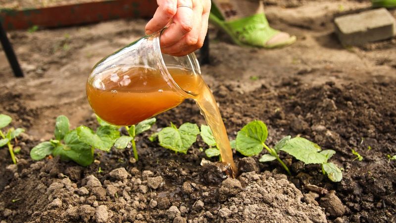 Feed Your Seedlings