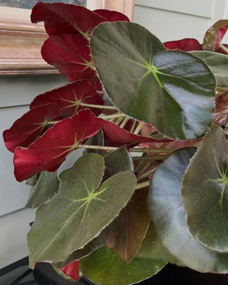 Control Root Rot with Good Drainage