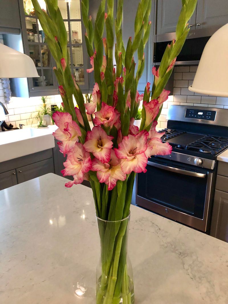Cutting Gladiolus Flowers