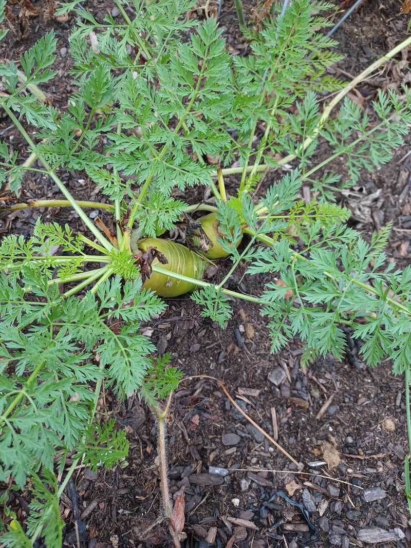 Fertilize Sparingly