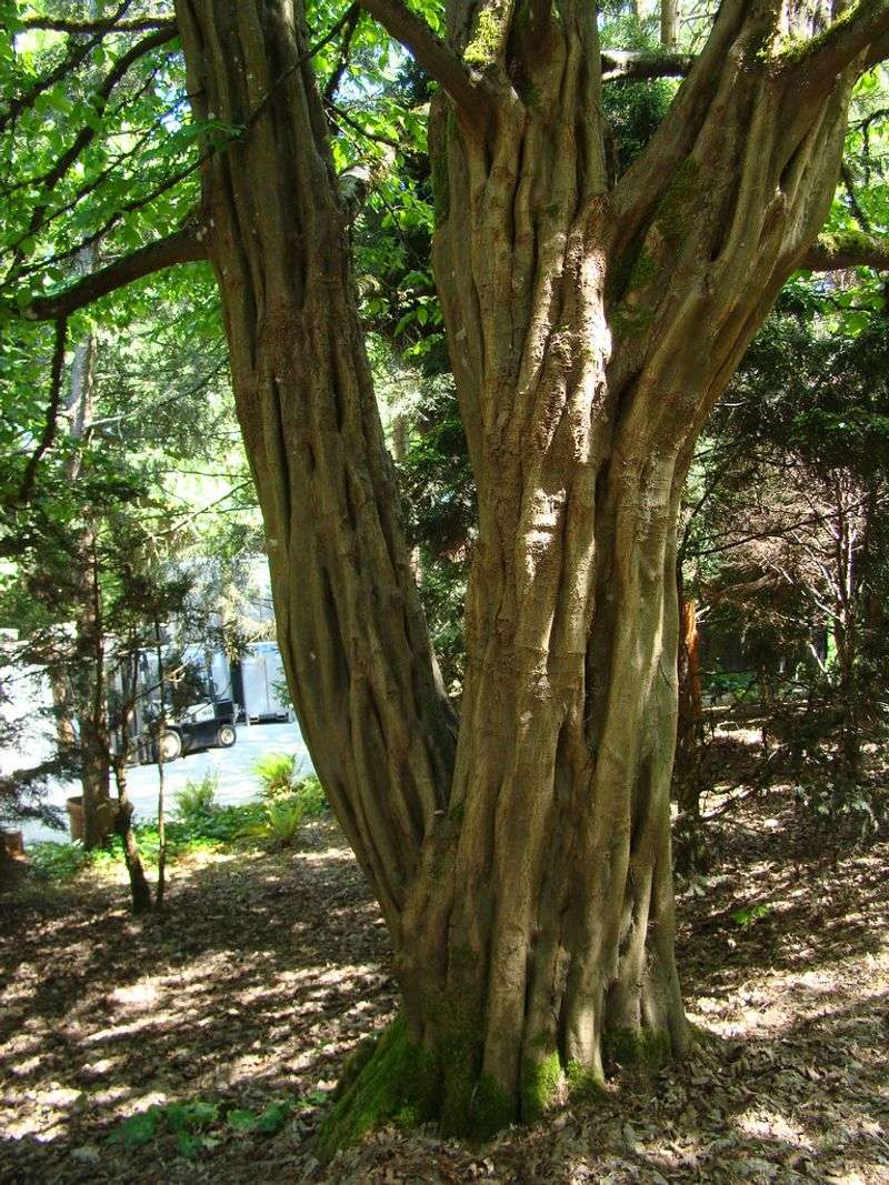 American Hornbeam