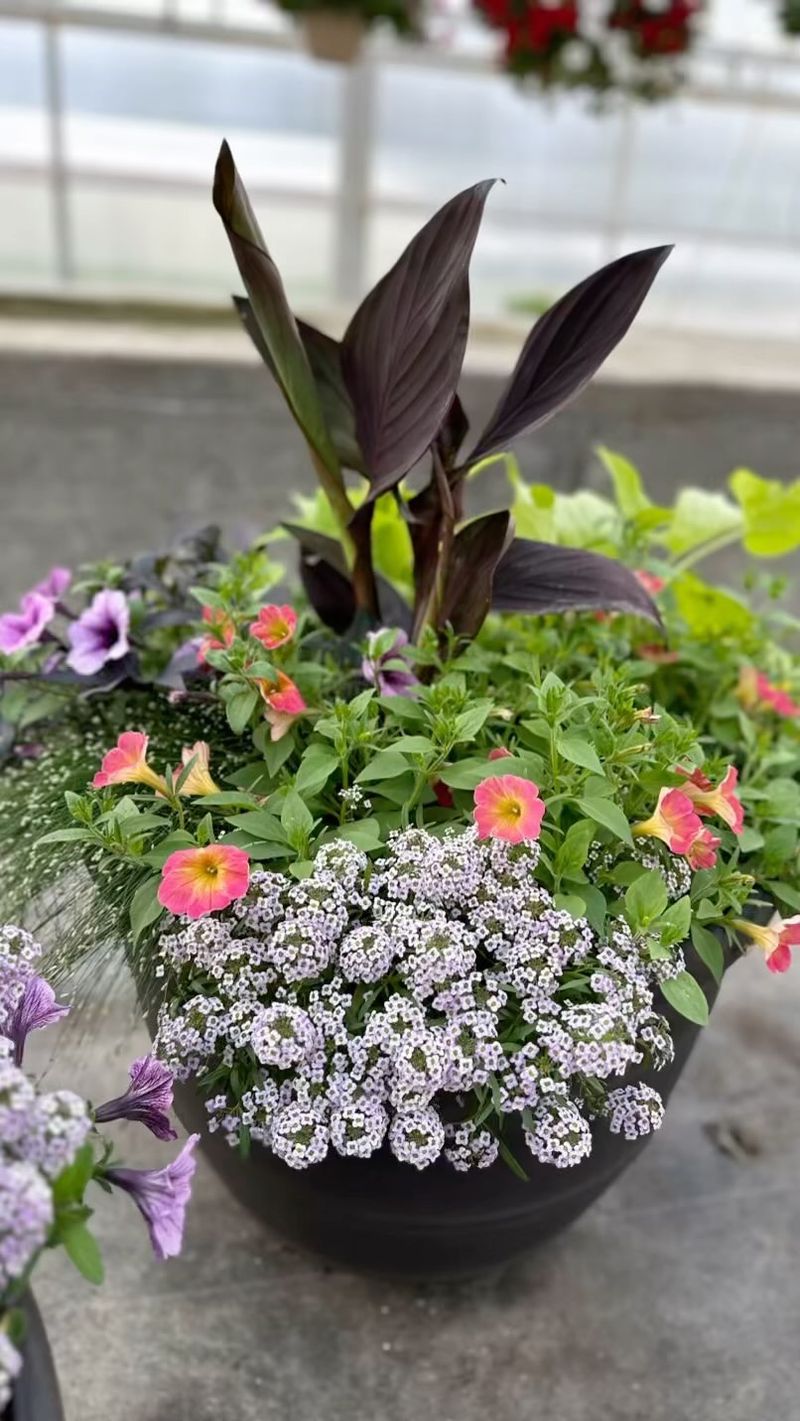 Fertilize Regularly