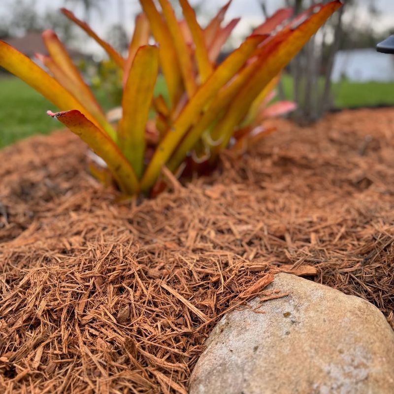 Use Mulch for Moisture Retention