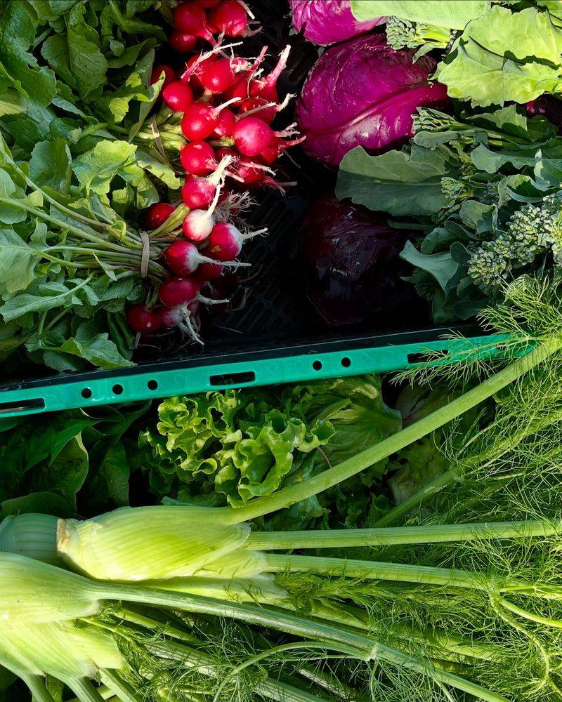 Harvest Spring Produce