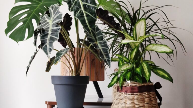 indoor plants