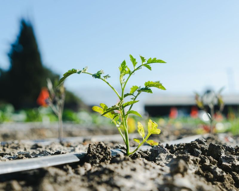 Poorly Drained Soil