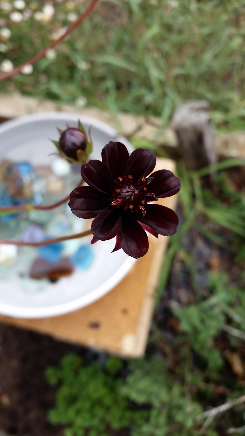 Chocolate Flower