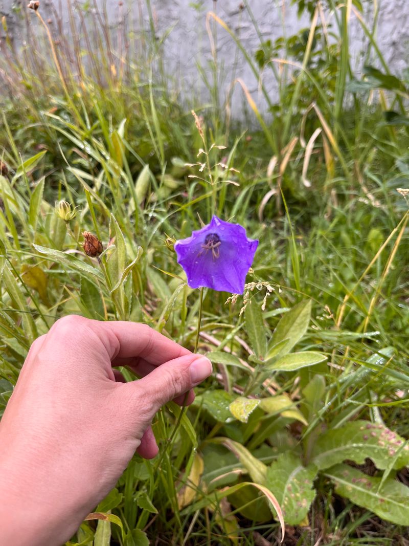 Evening Bellflower