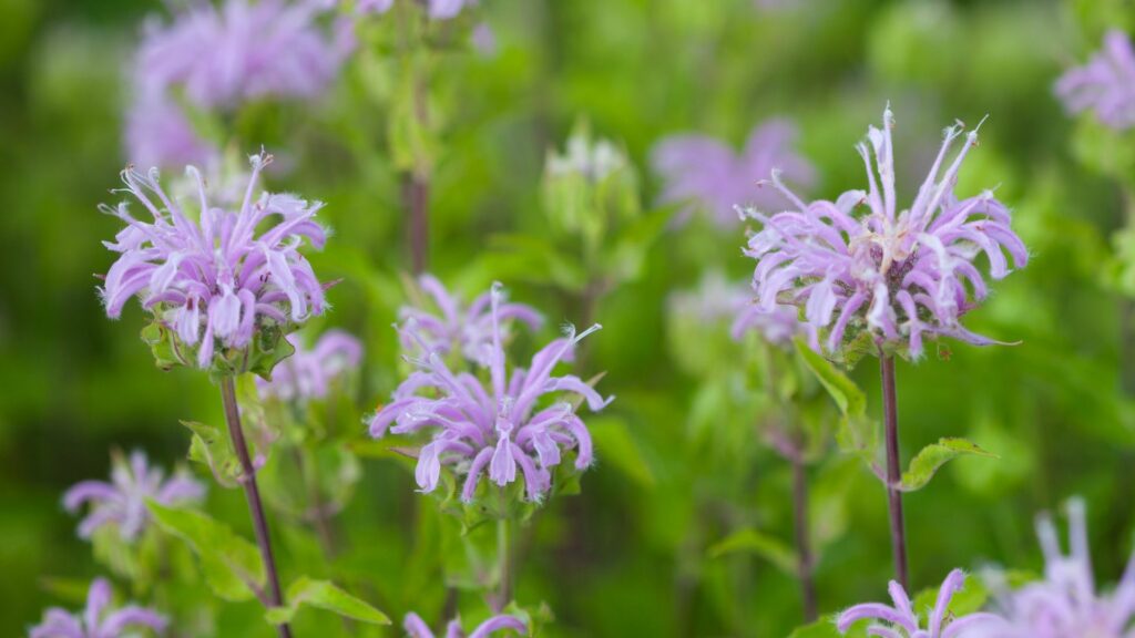 Wild Bergamot