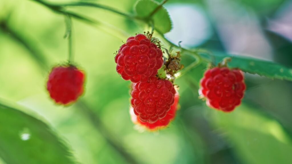 wild red raspberry