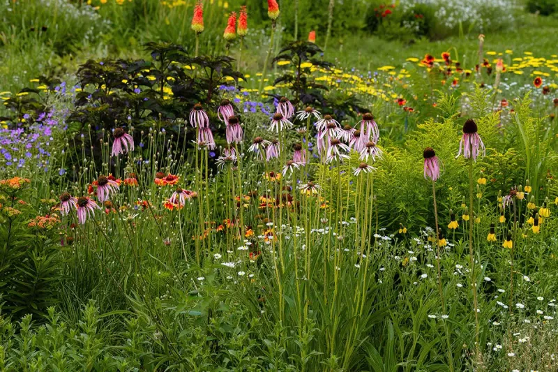 Wildflower Water Conservation