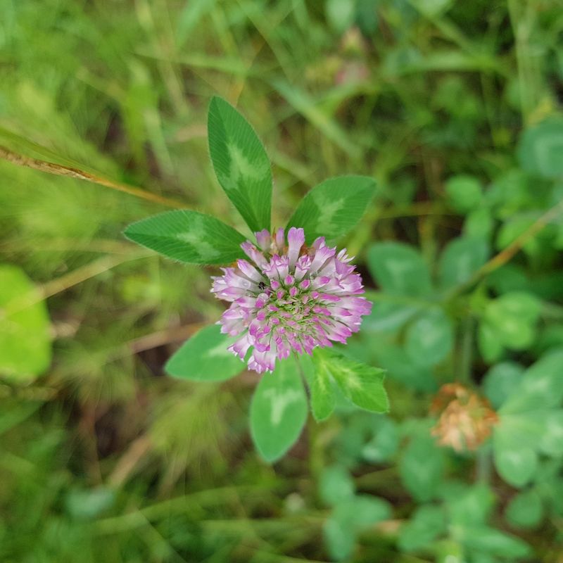 Edible Wildflower Garden