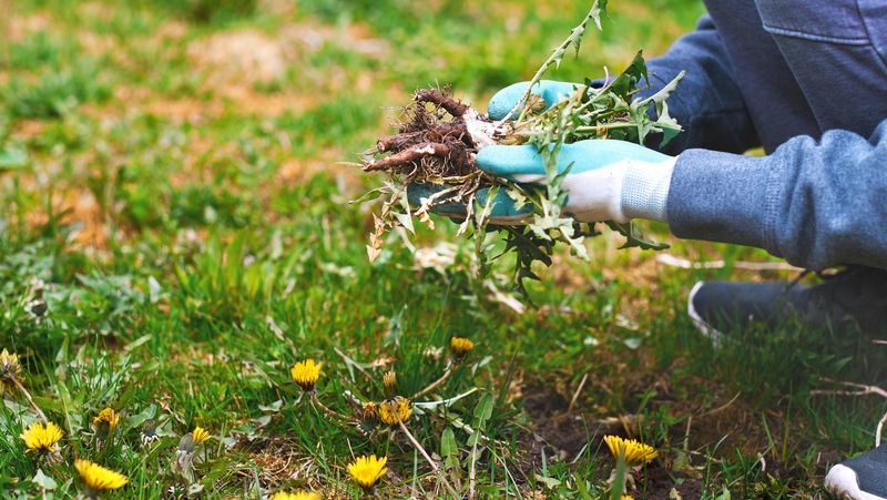 Choosing Invasive Species