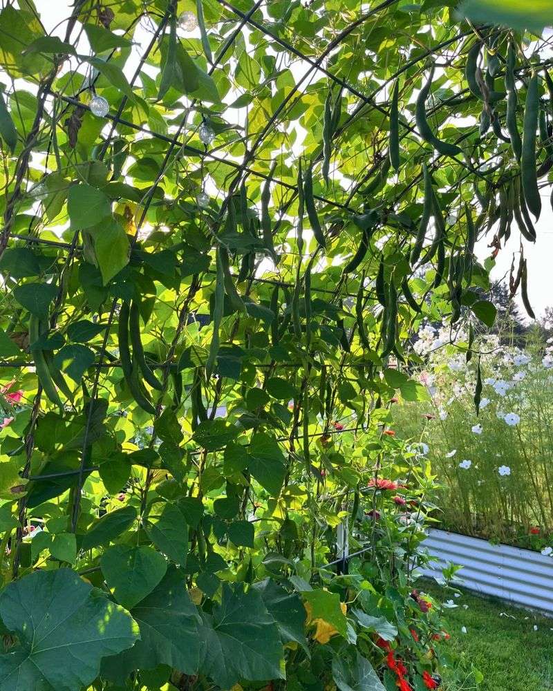 Chain Link Fence Trellis