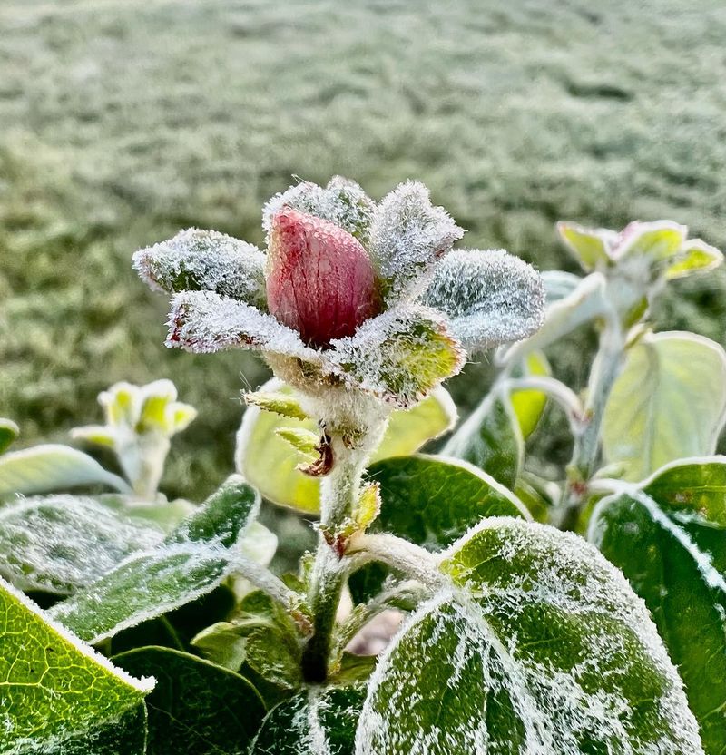 Frost Pockets