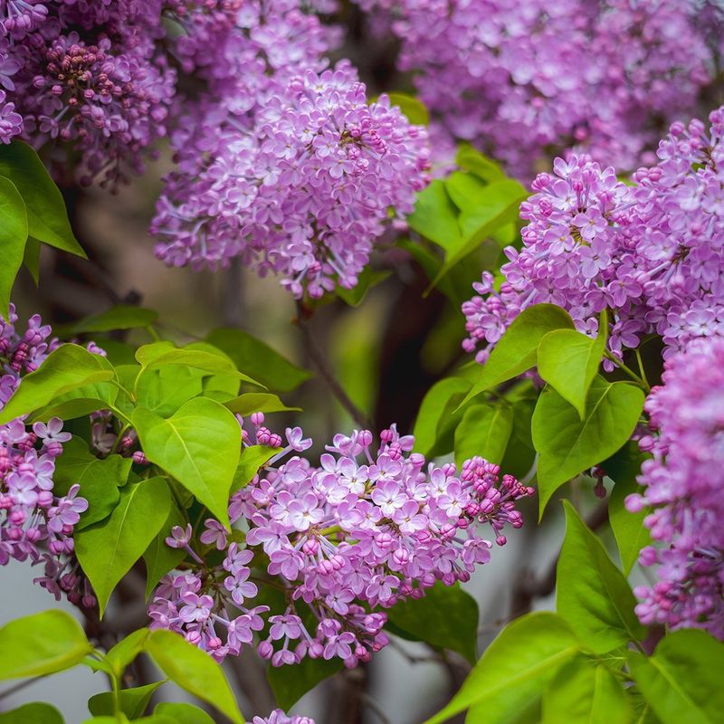 Lilac
