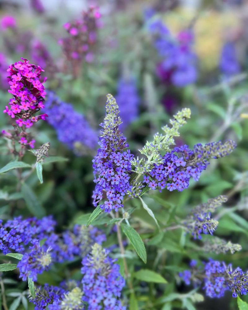 Blue Butterfly Bush (Buddleja)