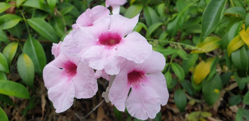Pandorea Jasminoides