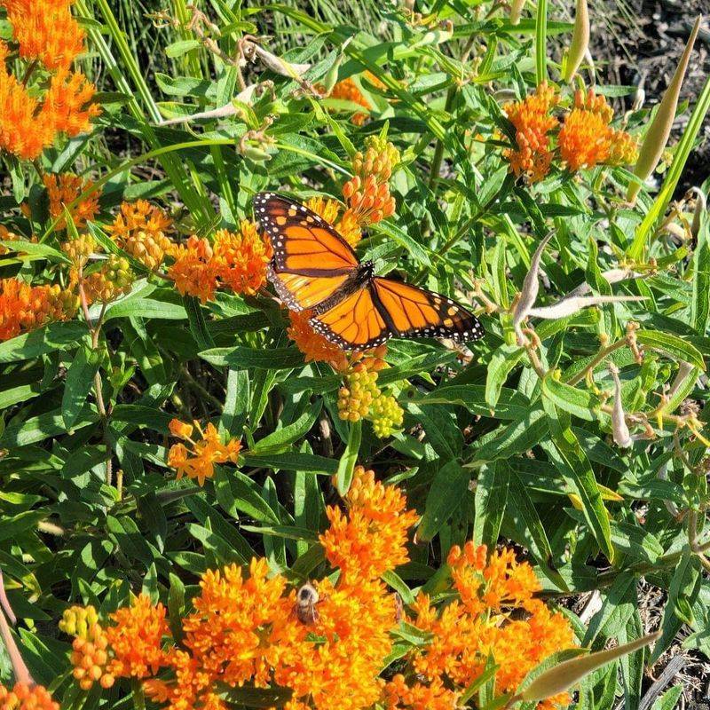 Butterfly Weed (Asclepias tuberosa)