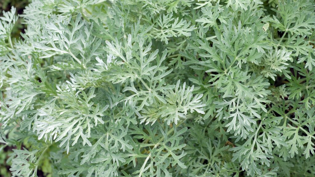 wormwood plant