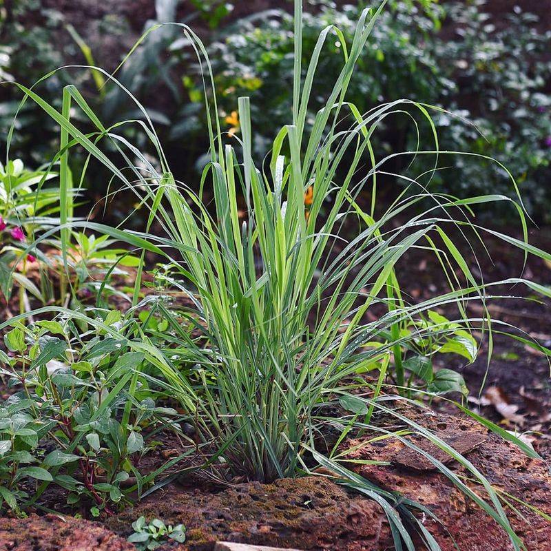 Lemongrass