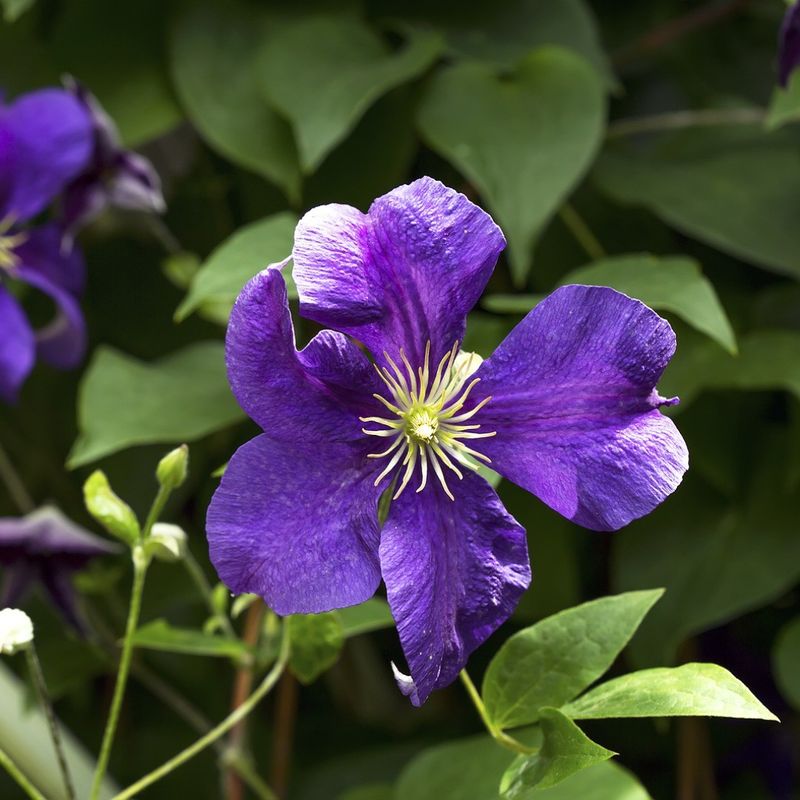 Clematis