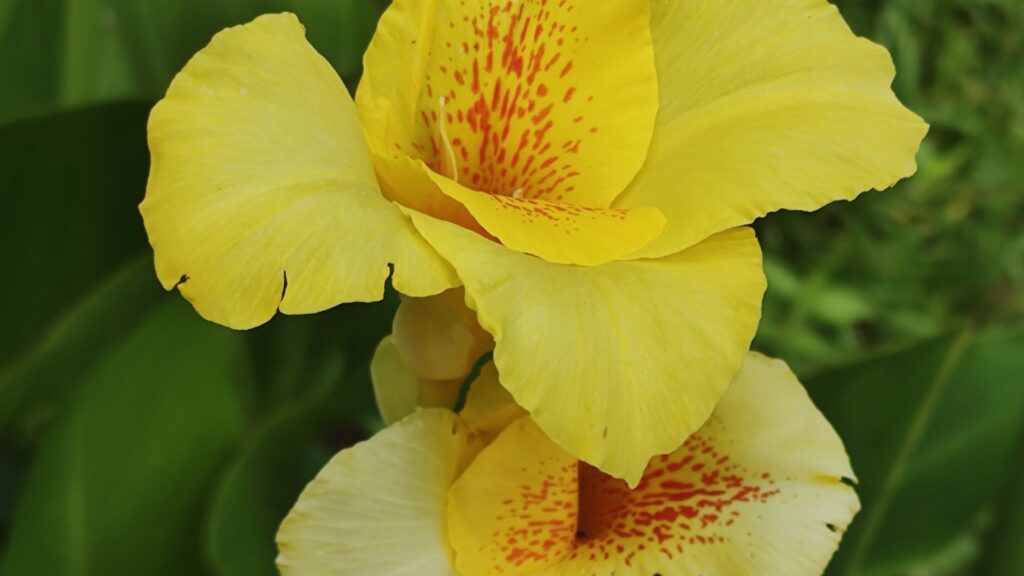 yellow canna lily
