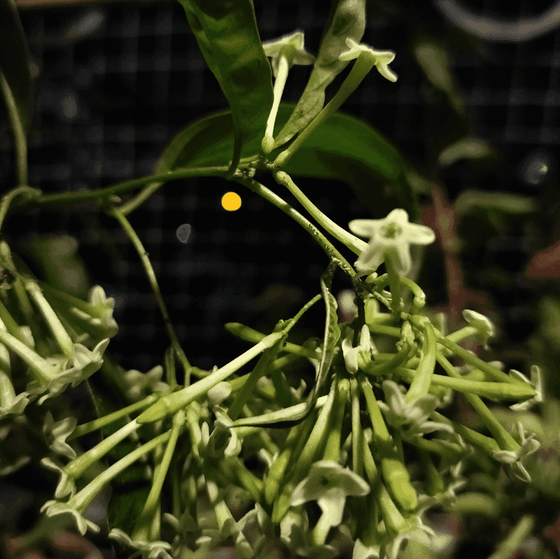 Moonlit Jasmine