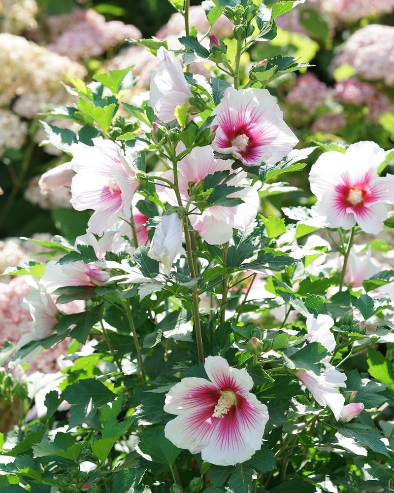 Rose of Sharon
