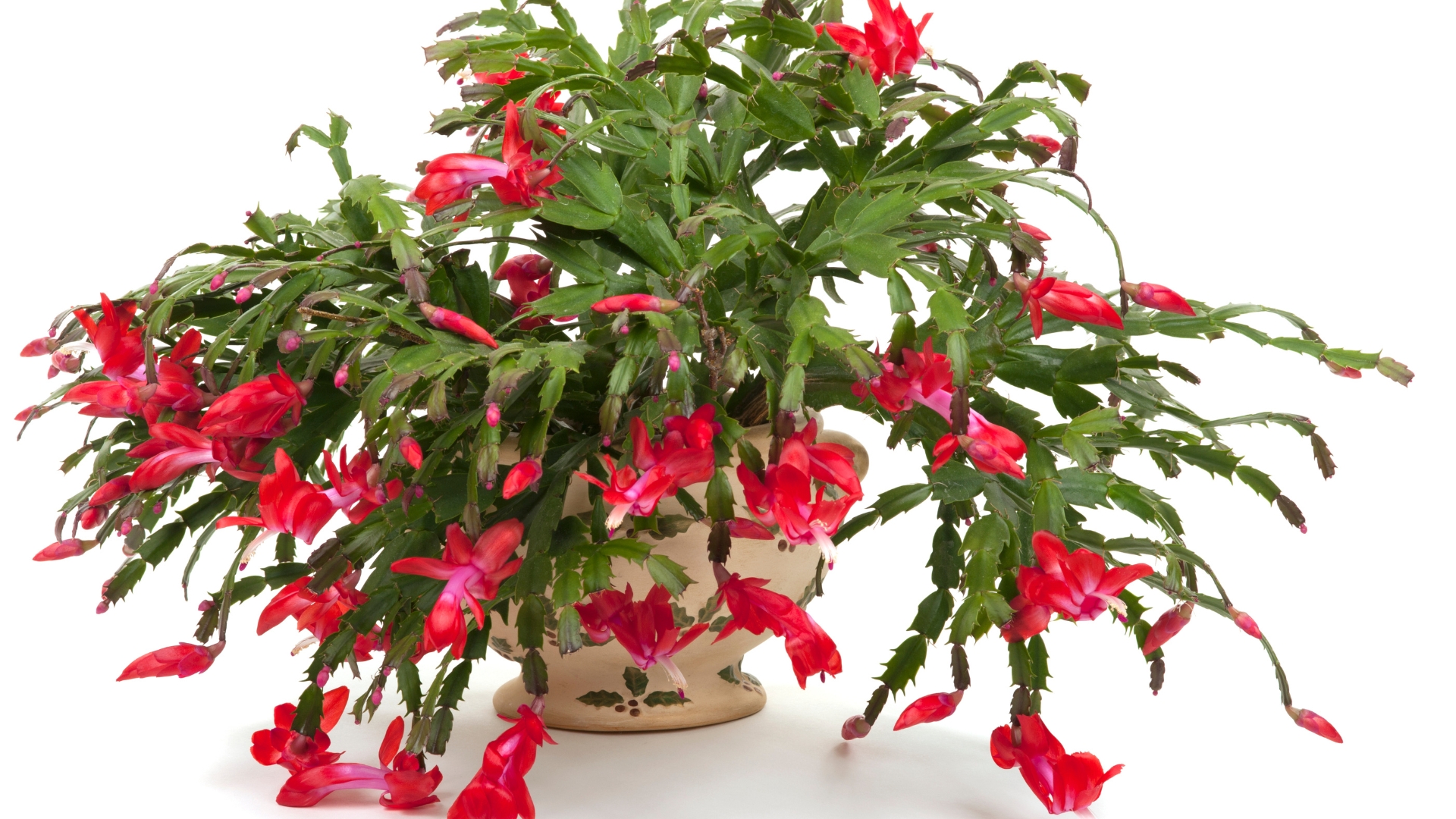 Christmas Cactus