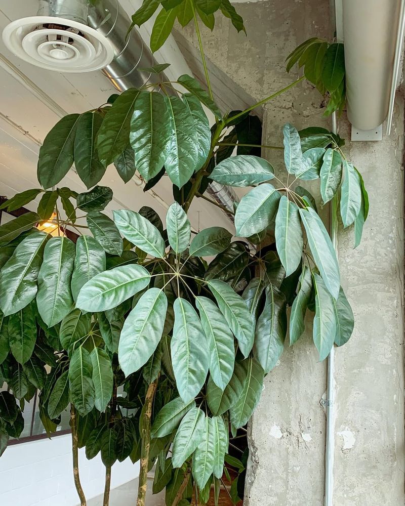 Schefflera