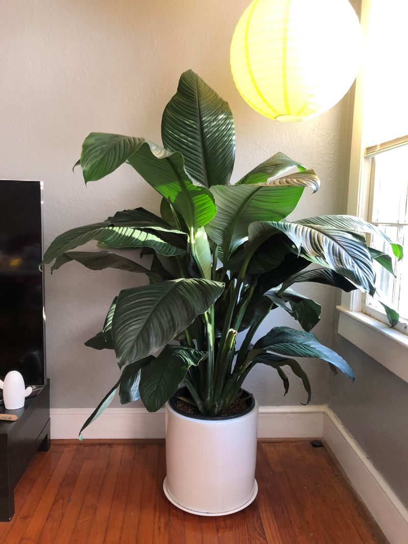 Peace Lily