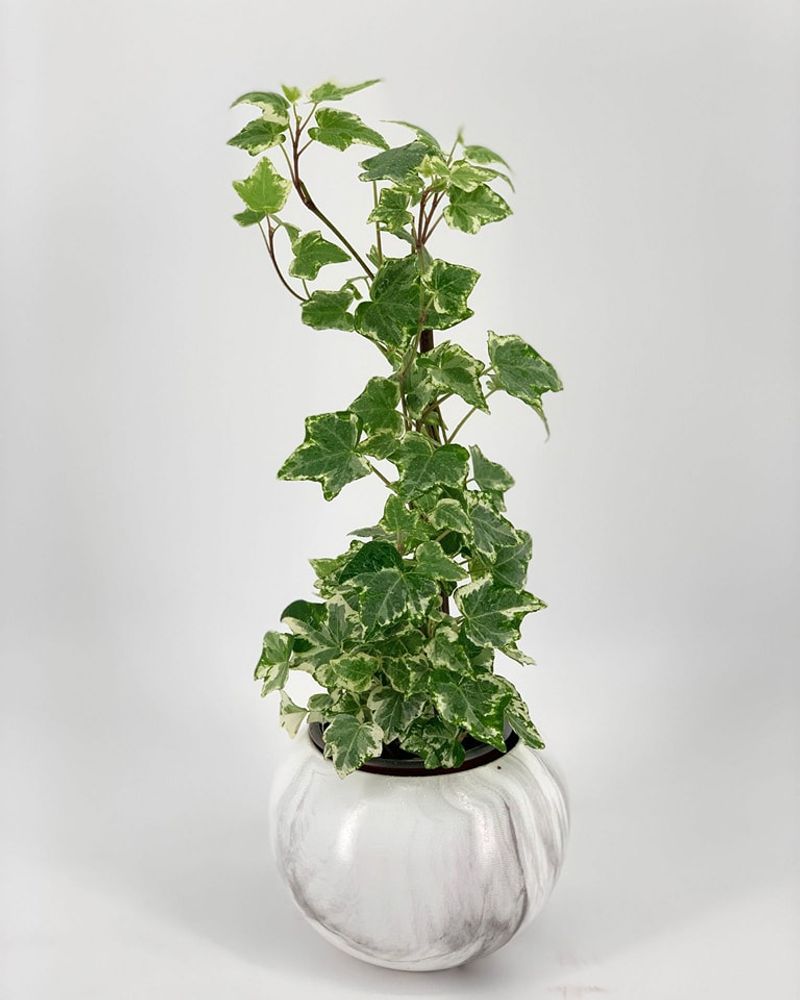 English Ivy