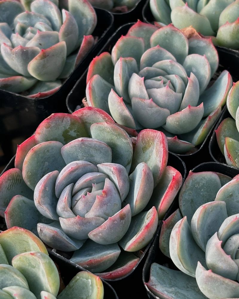 Echeveria Elegans