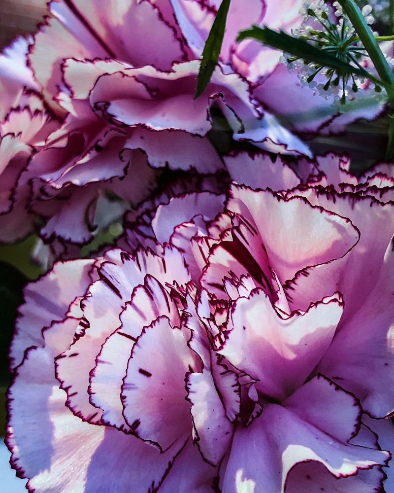 Carnations