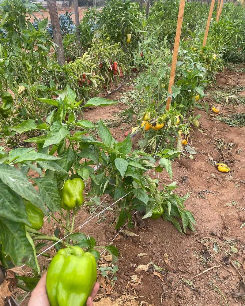 Bell Peppers