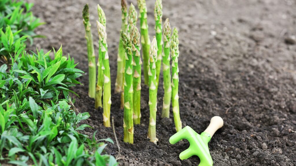 asparagus plant
