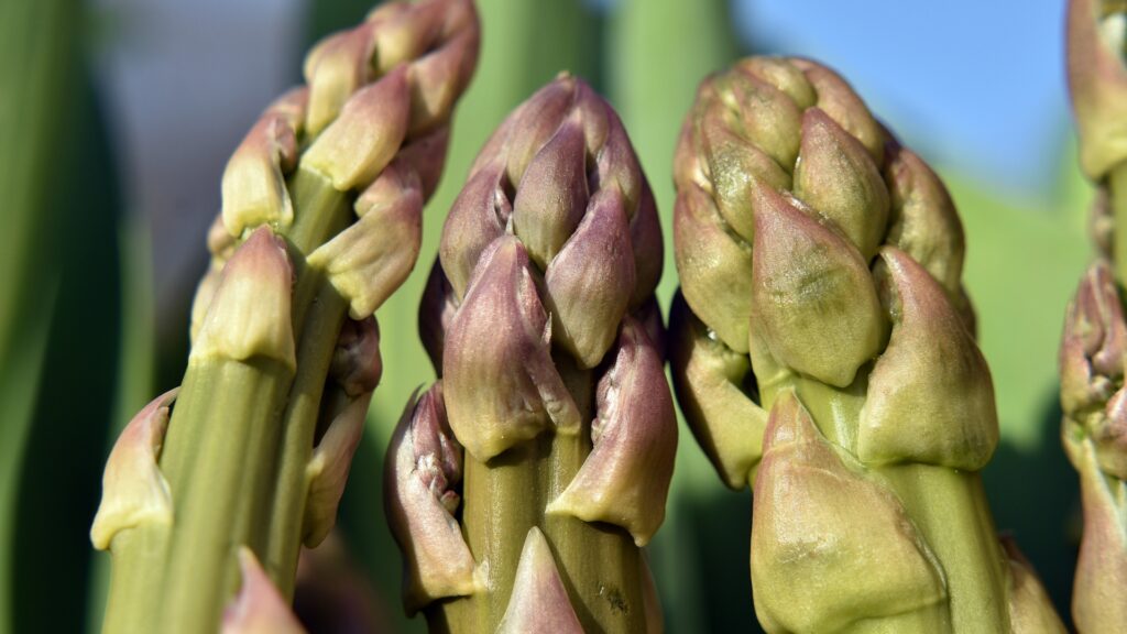 asparagus plant