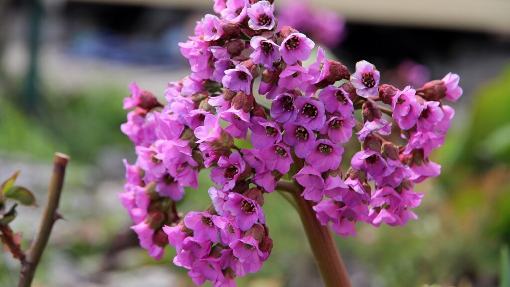 bergenia flower cluster