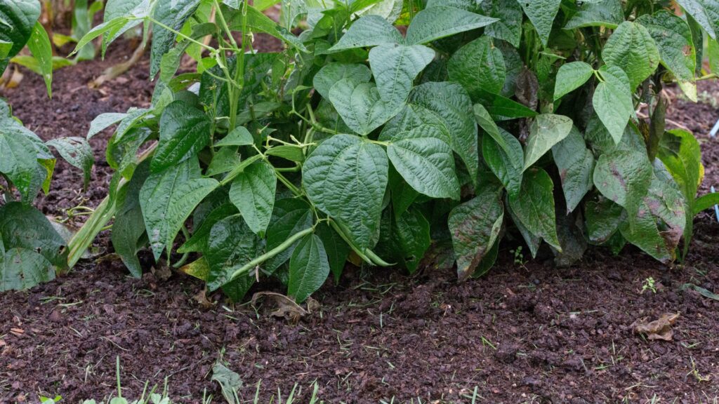 bush beans