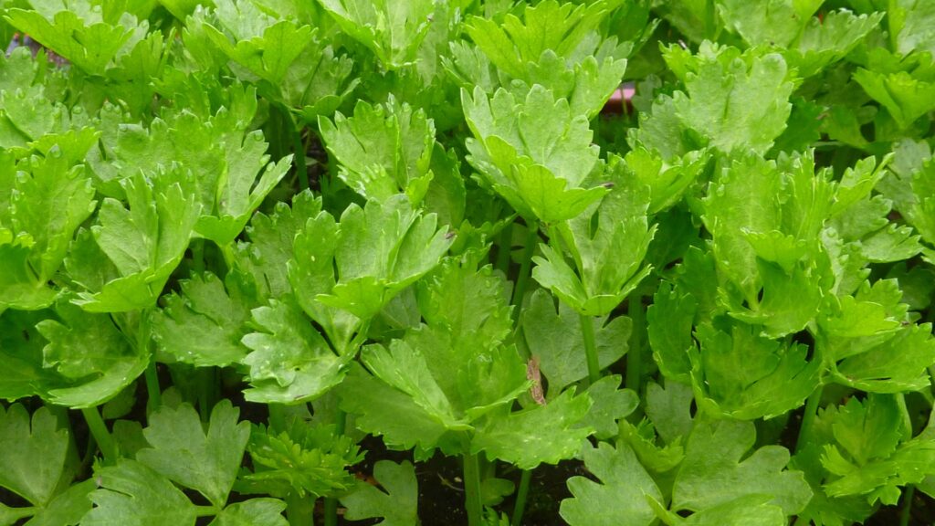 celery leaves