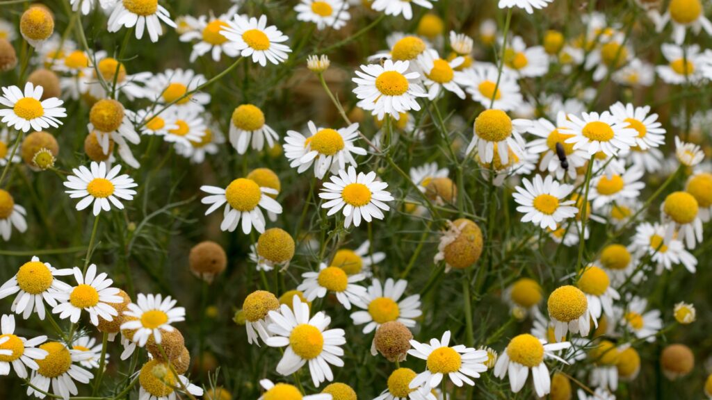 chamomile patch