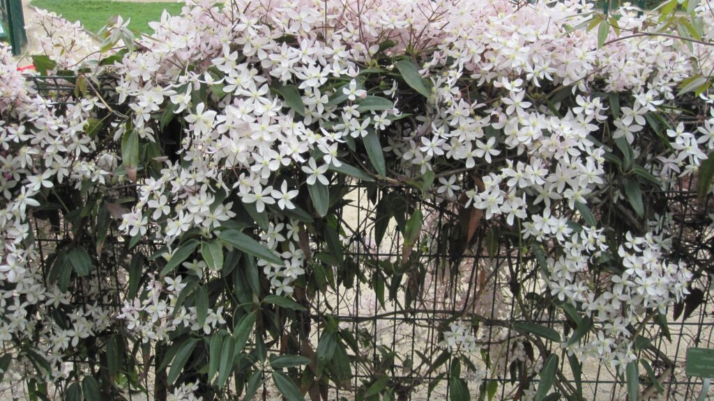 evergreen clematis